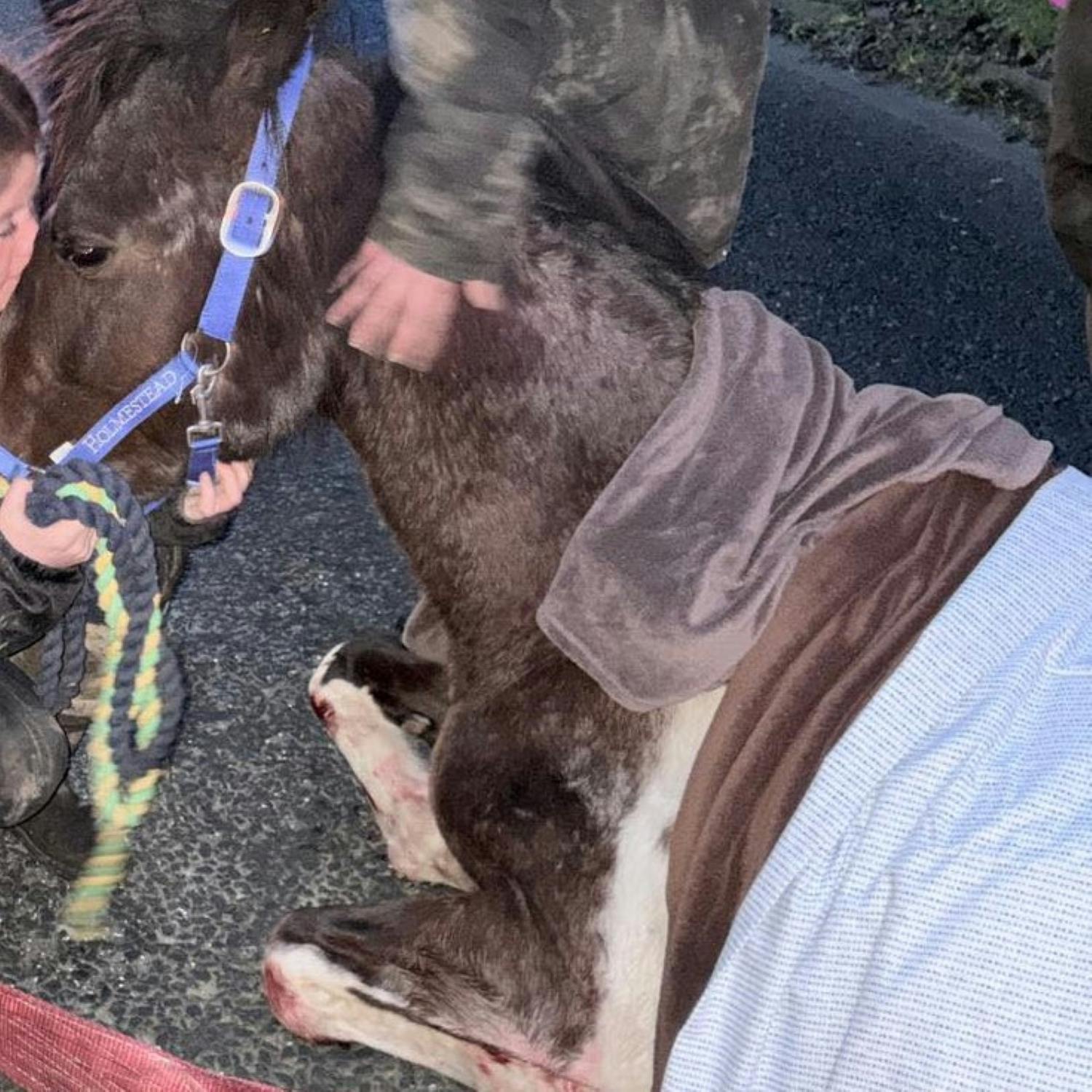 Caller Callously Defends Sulky Race That Lead To Horrific Death Of Pregnant Horse