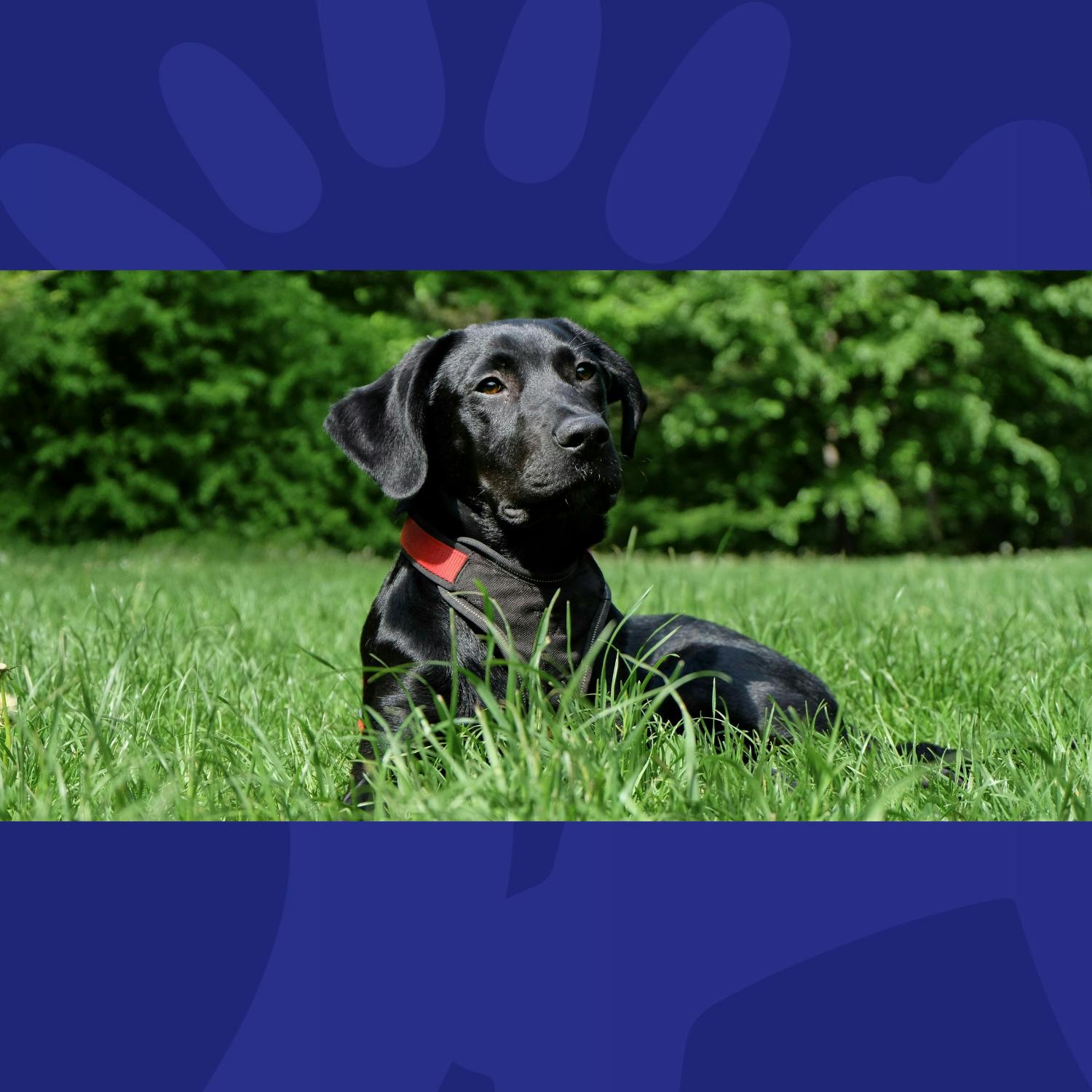Which Massive Hit Song Was Written About A Labrador? episode artwork