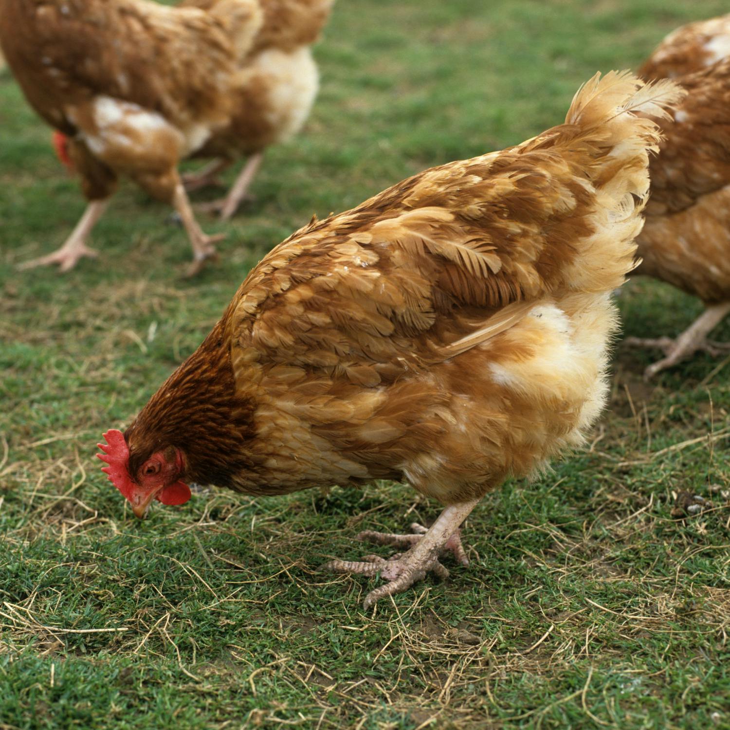 cover of episode 'If it gets into a flock, there can be serious mortality' - Red alert issued for avian flu