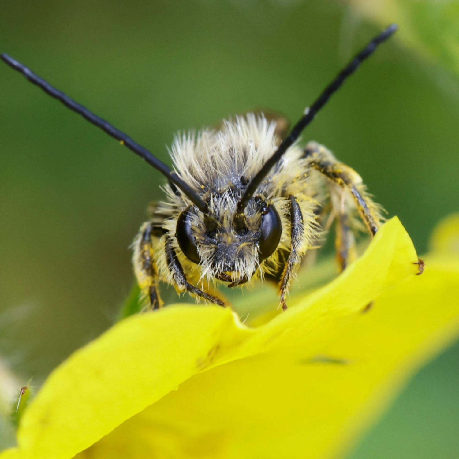 More wild bee species in decline across Europe