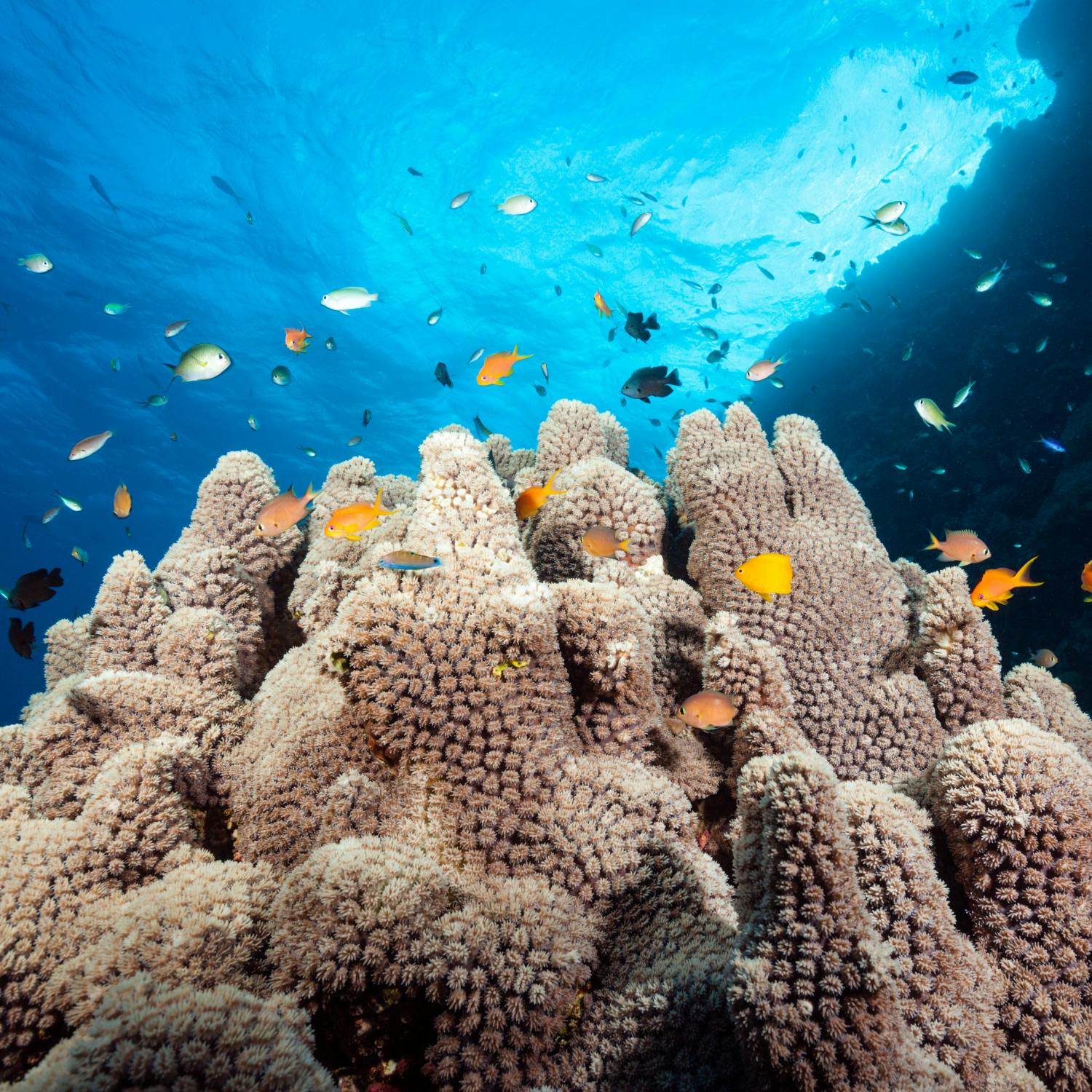 Science with Luke O'Neill: Worries for the Great Barrier Reef